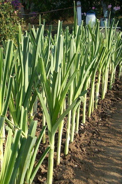 Muka Botanik Yerli Inegöl Pırasa Tohumu 40 Adet Tohum - Resim 4