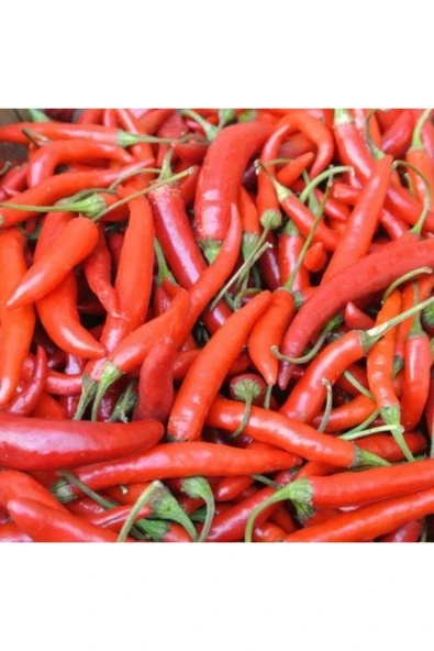 Muka Botanik Early Thai Acı Biber Tohumu ( Hot Pepper ) ürün görseli