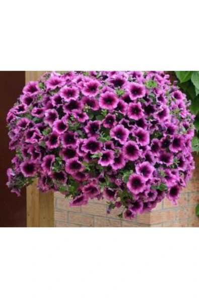 Muka Botanik Karışlık Petunya Çiçeği Tohumu Ekim Seti - Resim 3