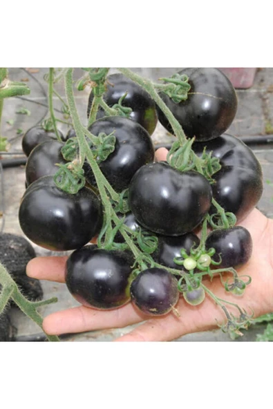Muka Botanik Siyah Domates Tohumu ürün görseli