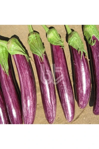 Muka Botanik 20 Adet Manisa Çizgili Patlıcan Tohumu ürün görseli