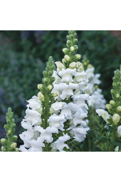 Muka Botanik Antirrhinum Majus 'royal Bride' Çiçek Tohumu ürün görseli