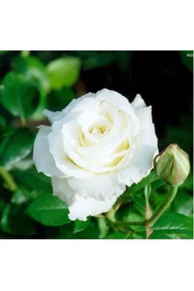 Muka Botanik 5 Adet Beyaz Gül Tohumu ürün görseli