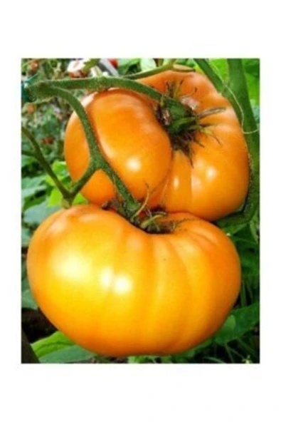 Muka Botanik Dev Italyan Turuncu Pileli Domates Tohumu Ekim Seti - Resim 3