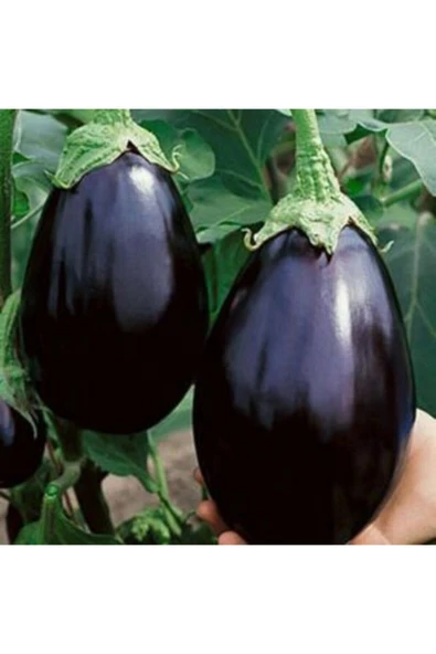 Muka Botanik Nadir Ithal Dev Patlıcan Tohumu Ekim Seti - Resim 4