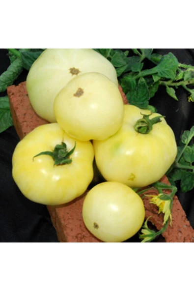 Muka Botanik 20 Adet Great White Domates Tohumu ürün görseli