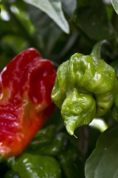 Muka Botanik Dünyanın En Acısı Trinidad Scorpion Biber Tohumu / 20 Adet Tohum - Resim 5