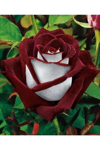 Muka Botanik 10 Adet Redwhite Gül Tohumu ürün görseli