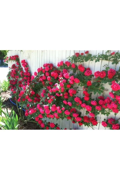 Muka Botanik 10 Kırmızı Sarmaşık Gül Tohumu ürün görseli