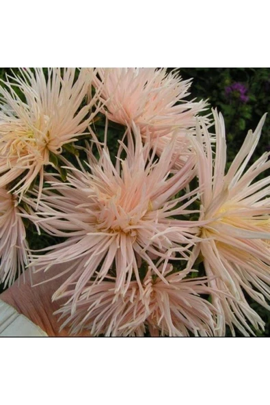 Muka Botanik 10 Adet Natural Needle Aster Brunhilda Heirloom Tohumu - Resim 2