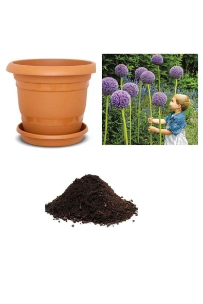 Muka Botanik Dev Allium Tohumu Ekim Seti ürün görseli