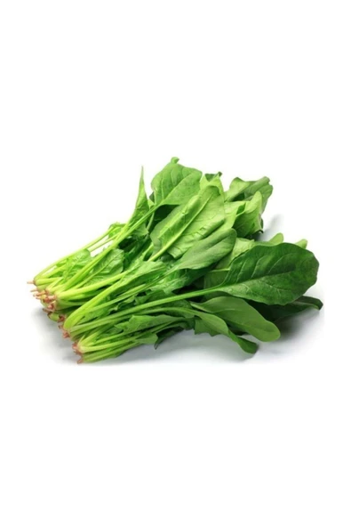 Muka Botanik Agrobazaar Çalı Ispanak 150+ Adet Tohum - Resim 2