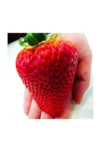 Muka Botanik Ithal Nadir Dev Çilek Tohumu 20 Adet Tohum Giant Çilek - Resim 2