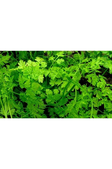 Muka Botanik 250 Adet Frenk Maydanozu Tohumu ürün görseli