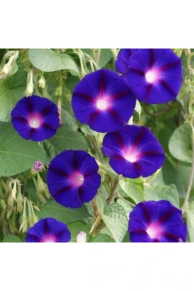 Muka Botanik Sabah Sefası Çiçeği Tohumu Ekim Seti - Resim 6