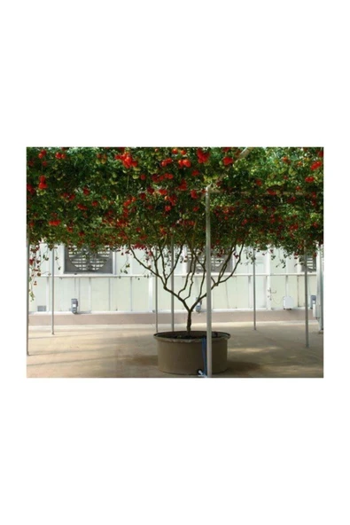 Muka Botanik Nadir Ithal Italyan Domates Ağacı Tohumu 15 Adet Domates Tohumu - Resim 2