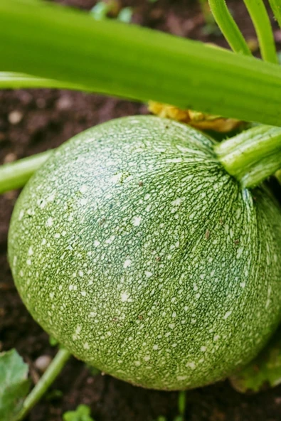 Muka Botanik Beyaz Topak Kabak Tohumu / 5+ Adet Tohum - Resim 2