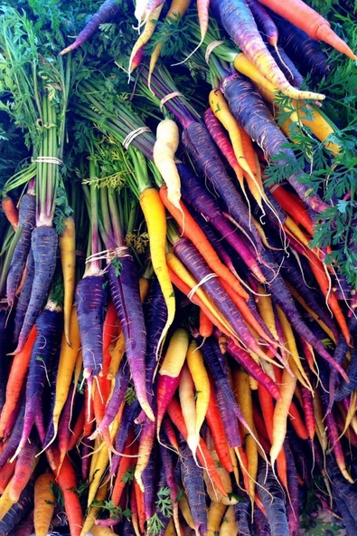 Muka Botanik Ithal Renkli Havuç Tohumu 20 Adet Havuç Tohumu - Resim 5
