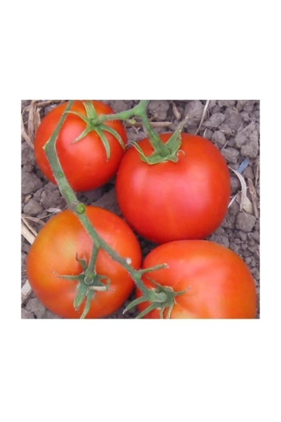 Muka Botanik Selanik Domatesi (thessaloniki) 15 Tohum ürün görseli