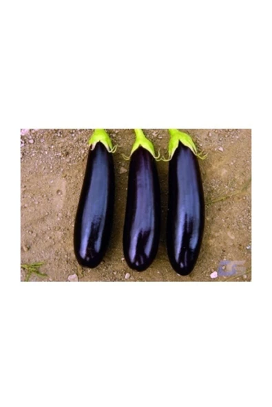 Muka Botanik Aydın Siyah Patlıcanı Tohumu 50+ Tohum ürün görseli