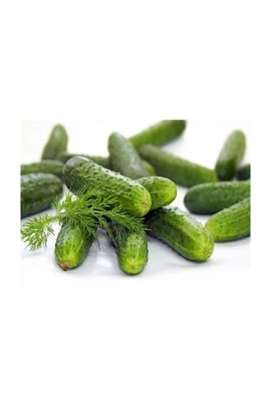 Muka Botanik Kornişon Salatalık 30+ Tohum ürün görseli