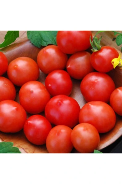 Muka Botanik 20 Adet Riesentraube Domates Tohumu ürün görseli