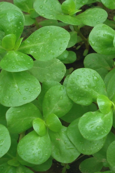 Muka Botanik Erkenci, Yediveren Semiz Otu Tohumu / 50 Adet Tohum ürün görseli