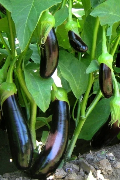 Muka Botanik Mersin Kemer Patlıcan Tohumu / 10+ Adet Tohum - Resim 4