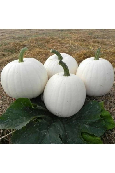 Muka Botanik 5 Adet Beyaz Amerikan Bal Kabağı Tohumu