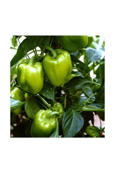 Muka Botanik Agrobazaar Dolmalık Biber Tohumu 25+ Tohum ürün görseli