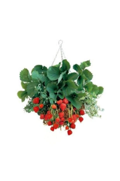 Muka Botanik Ithal Nadir Yediveren Saksılık Çilek Tohumu Ekim Seti - Resim 4