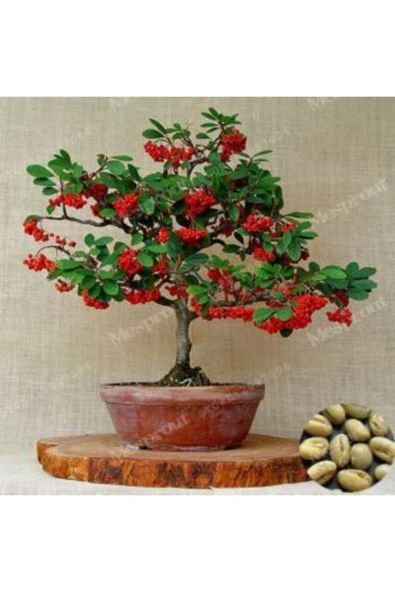 Muka Botanik Ithal Kahve Bonzai Ağacı Tohumu Ekim Seti - 3