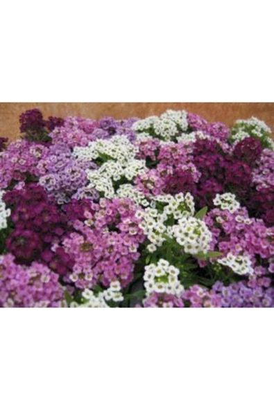 Muka Botanik Karışık Alisyum Çiçeği Tohumu Ekim Seti - Resim 2