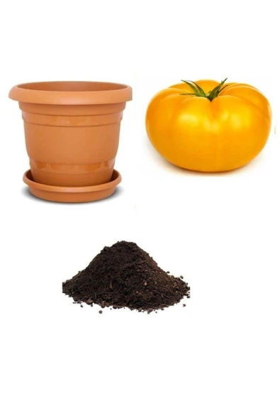 Muka Botanik Dev Italyan Sarı Pileli Domates Tohumu Ekim Seti ürün görseli