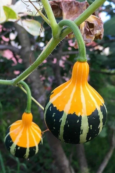 Muka Botanik Sarı Yeşil Süs Kabağı Tohumu / 5 Adet Tohum - Resim 2
