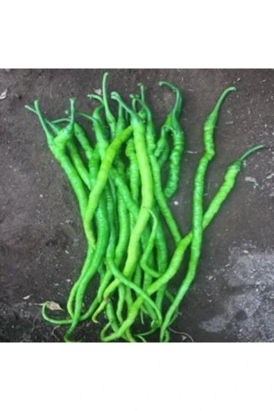 Muka Botanik Acı Kıl Biber Tohumu Ekim Seti - Resim 3