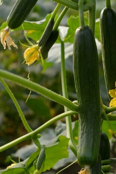 Muka Botanik Çengelköy Çıtır Salatalık Tohumu / 10+ Adet Tohum - Resim 5
