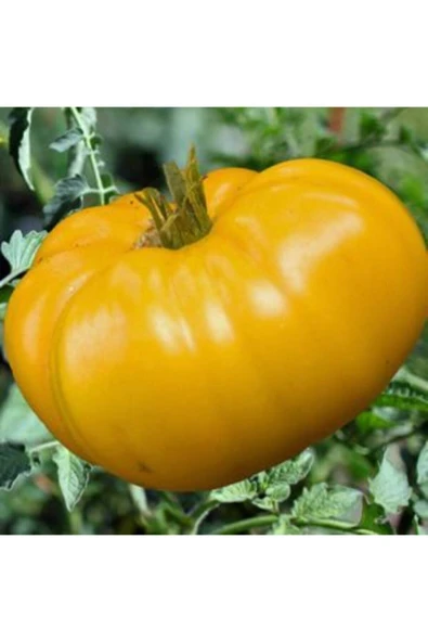 Muka Botanik Dev Italyan Sarı Pileli Domates Tohumu Ekim Seti - Resim 4