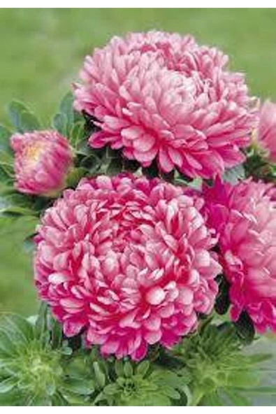 Muka Botanik 10 Adet Natural Aster Milady Pink Heirloom Tohumu - Resim 5