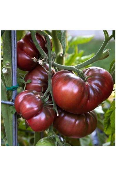 Muka Botanik 20 Adet Siyah Kırım Domates Tohumu ürün görseli