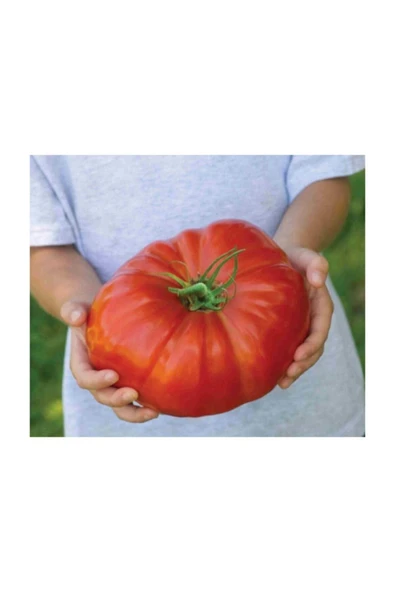 Muka Botanik Süper Paket 500 Adet Tohum Ithal Dev Hollanda Domatesi Tohumu Domates Tohumu ürün görseli