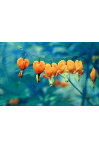 Muka Botanik Ithal Turuncu Dicentra Çiçeği Tohumu Ekim Seti - Resim 2