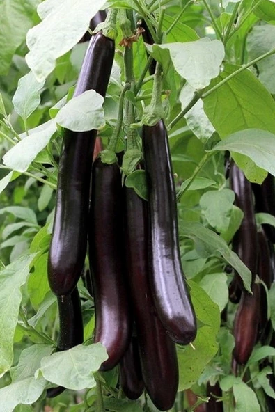 Muka Botanik Mersin Kemer Patlıcan Tohumu / 5+ Adet Tohum ürün görseli