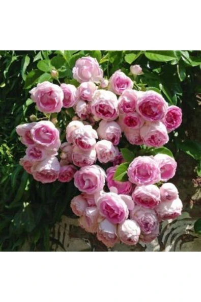 Muka Botanik Ithal Sırık Pembe Gül Tohumu Ekim Seti - Resim 3