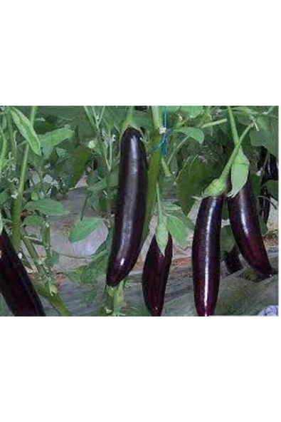 Muka Botanik Yerli Kemer Patlıcan Tohumu 40 Adet - Resim 3