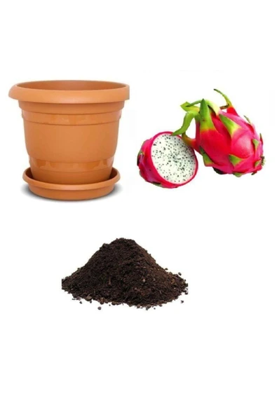 Muka Botanik Tropikal Ejder Meyvesi Tohumu Ekim Seti ürün görseli