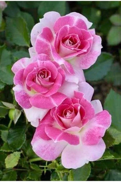 Muka Botanik 5 Adet Pembe Beyaz Gül Tohumu ürün görseli