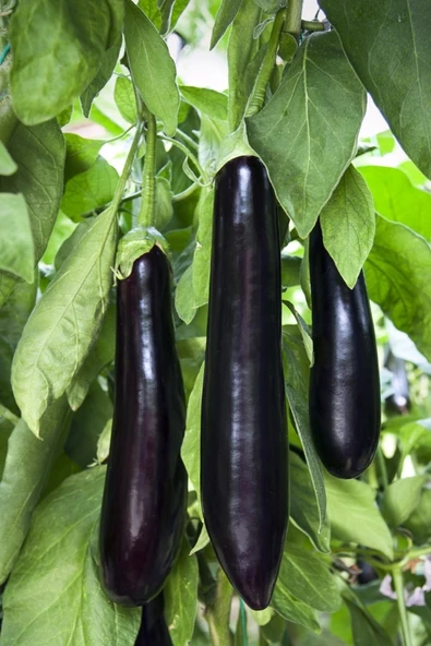 Muka Botanik Mersin Kemer Patlıcan Tohumu / 5+ Adet Tohum - Resim 2