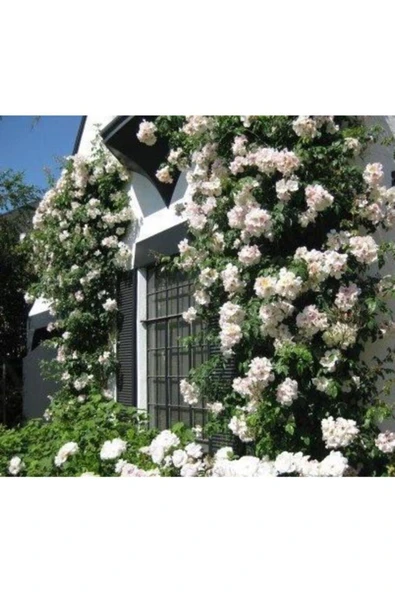 Muka Botanik 10 Adet Beyaz Sarmaşık Gül Tohumu ürün görseli