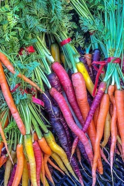 Muka Botanik Ithal Renkli Havuç Tohumu 20 Adet Havuç Tohumu - Resim 4
